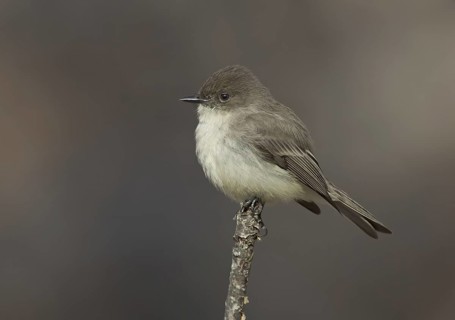 Eastern Phoebe (Sayornis phoebe), Ohio, USA