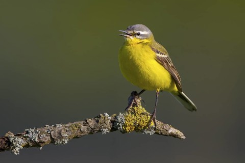 Western Yellow Wagtail (Motacilla flava) singing, North Rhine-Westphalia, Germany