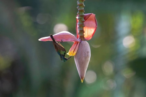 Sunbird, Souimanga Sunbird (Cinnyris souimanga), male, in banana plantation in western Madagascar