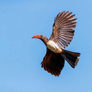 Crowned Hornbill, (Lophoceros alboterminatus), Syn: Tockus alboterminatus, iSimangaliso Wetland