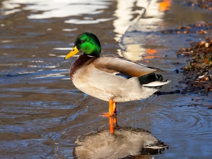 Mallard (Anas platyrhynchos), male duck resting at the side a lake, Hesse, Germany