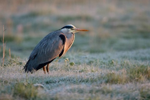 Graureiher (Ardea cinerea), Grey Heron, ruhender Altvogel, morgens, mit Rauhreif, April, Insel