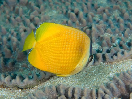 Sunburst Butterflyfish (Chaetodon kleinii)