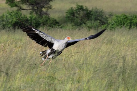 Secretary (Sagittarius serpentarius), adult, hunting, foraging, soaring, Mountain Zebra National
