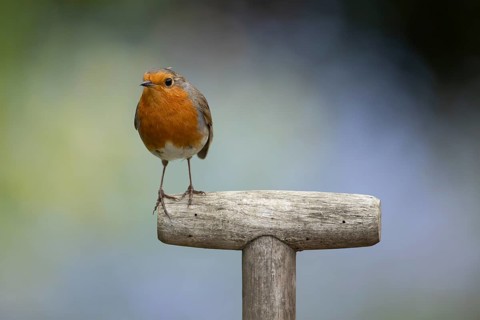 European robin (Erithacus rubecula) adult garden bird on a fork handle, England, United Kingdom