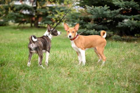 Two adorable basenji puppies enjoy a walk with their owner, exploring a grassy area. Their colorful