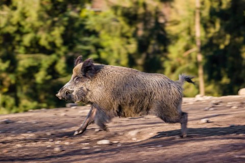 A wild boar (Sus scrofa) runs across a clearing