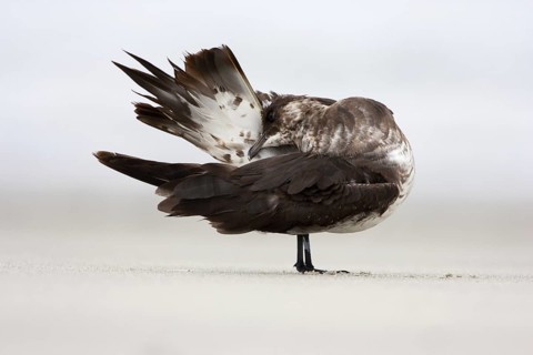 Parasitic Jaeger (Stercorarius parasiticus), Schleswig-Holstein, Germany