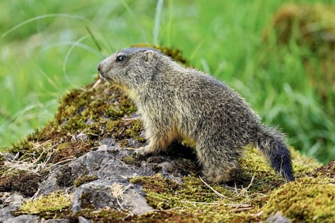 Young alpine marmot (Marmota marmota), standing on rocks, Switzerland