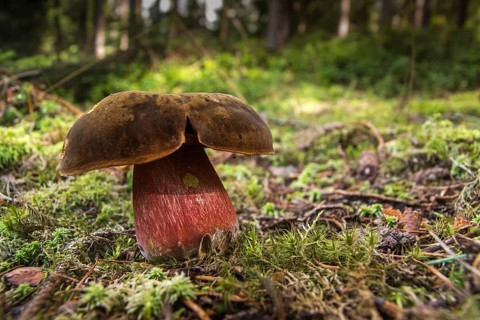 Boletaceae, Boletus Erythropus, Boletus luridiformis, thick-bolete relatives, thunder mushroom,