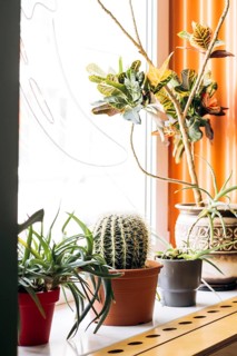 A captivating Mexican interior scene featuring an array of cacti and vibrant green plants in