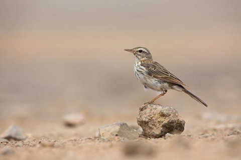 Berthelot's Pipit (Anthus berthelotii) on ground, Lanzarote, Spain