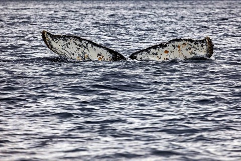 Two humpback whale fins protrude from the moving seawater, The fluke of a diving humpback whale in