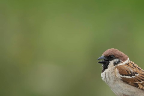 Tree sparrow (Passer montanus) adult bird singing, England, United Kingdom