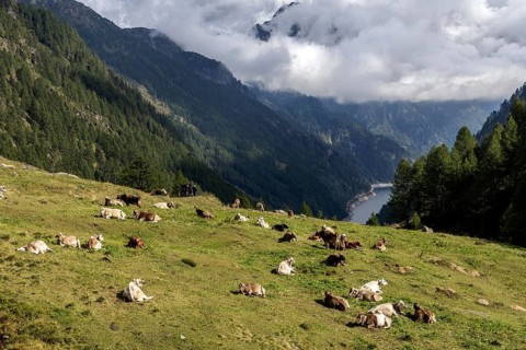 Cattle (Bos taurus) lying on the pasture, behind Sambuco reservoir, Sambuco valley, Vale Sambuco,