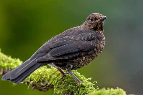 The fledged young birds of the blackbird (Turdus merula) have bright spots on their back feathers,