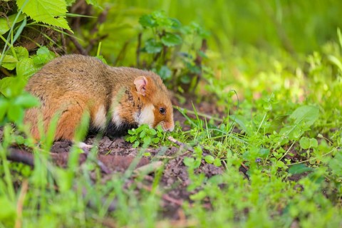A European hamster (Cricetus cricetus), Eurasian hamster, black-bellied hamster or common hamster,