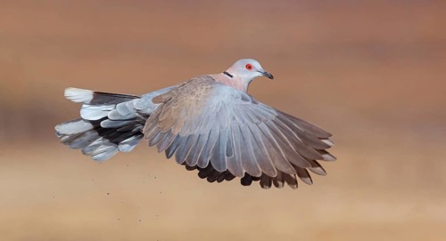 Mourning collared dove (Streptopelia decipiens), Lamin rice fields, Abuko, South Bank, Gambia