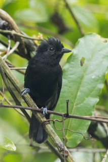 Black Antshrike (Thamnophilus nigriceps) perched on a branch in Panama