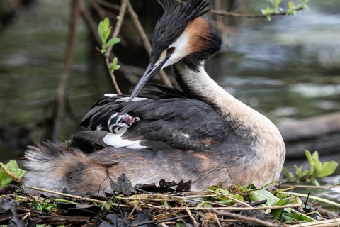 Great Crested Grebe (Podiceps Scalloped ribbonfish) with juveniles), Emsland, Lower Saxony, Germany