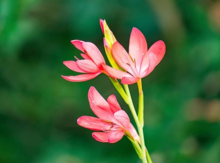 Close up of vibrant red flowers on delicate stems, set against a blurred green background. The
