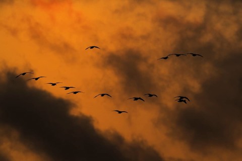 Greater White-fronted Goose (Anser albifrons) flock flying, North Rhine-Westphalia, Germany