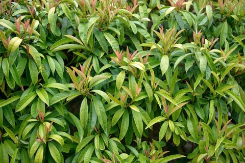 Climbing snowball (Pileostegia viburnoides), Cotehele, Great Britain