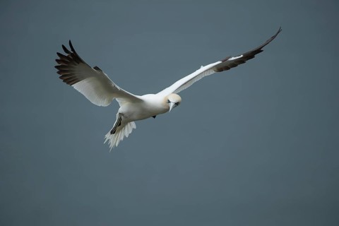 Northern gannet (Morus bassanus) adult bird in flight, Yorkshire, England, United Kingdom