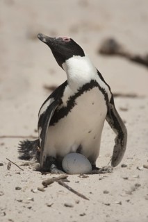 African Penguin (Spheniscus demersus) with egg, South Africa