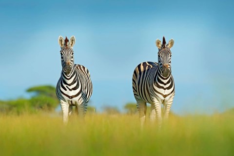 Zebra with blue storm sky. Burchell's zebra, Equus quagga burchellii, Zambia, Africa. Wild animal
