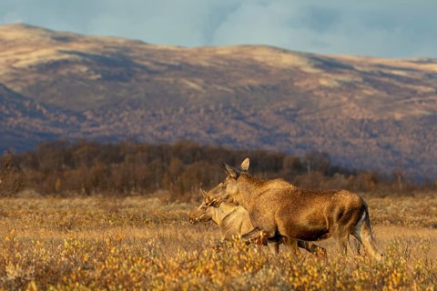 The moose calf (Alces alces) observes and registers every change in its mother's behaviour and