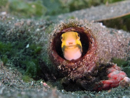 A small yellow fish, striped mimicry blenny (Petroscirtes breviceps), looks out of a bottle, dive