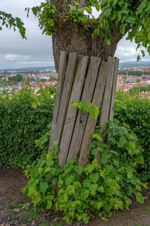 Tree protection for a lime tree (Tilia) at a construction site, Bamberg, Upper Franconia, Bavaria,