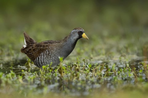 Sora (Porzana carolina), Texas, USA