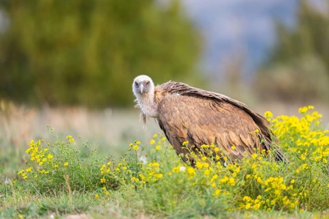 Griffon Vulture (Gyps fulvus) sitting on a flowering meadow in autumn, Pyrenees, Catalonia, Spain