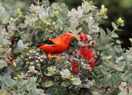 Photographed at Hakalau Forest NWR, Hawaii Island, Hawaii