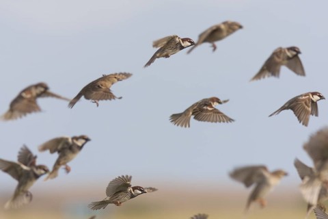 Spanish Sparrow - Weidensperling - Passer hispaniolensis ssp. transcaspicus, Turkey