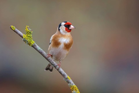 Goldfinch, goldfinch, (Carduelis carduelis), biotope, habitat, foraging, perch, Worms,