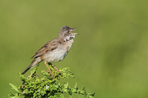 Dorngrasmücke (Sylvia communis) Whitethroat, male