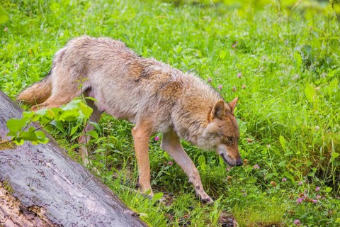 A female Eurasian gray wolf (Canis lupus lupus) runs down a hill behind a lying tree trunk