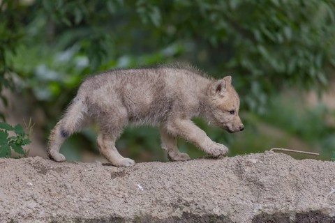One four weeks old Arctic wolf cub (Canis lupus arctos) standing on a dry dam of a pond with green