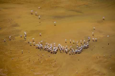 Greater Flamingo (Phoenicopterus roseus) group, Andalusia, Spain