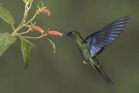 Great Sapphirewing (Pterophanes cyanopterus) male flying and feeding at a flower, Ecuador