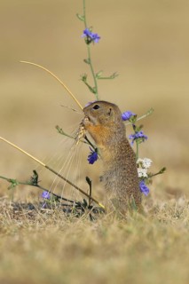 European ground squirrel (Spermophilus citellus) eating barley ear, Lake Neusiedl National Park,