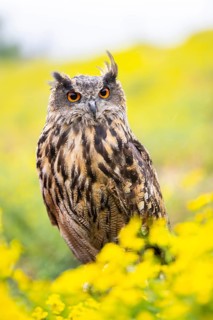 Eurasian eagle-owl (Bubo bubo), captive, sitting in midddle of a sea ??of ??yellow flowers,