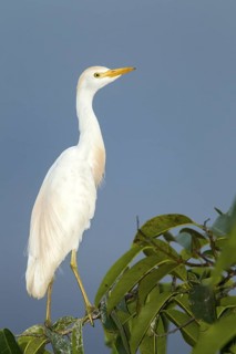 Cattle Egret Bubulcus ibis San Blas, Nayarit, Mexico 6 June Adult Ardeidae