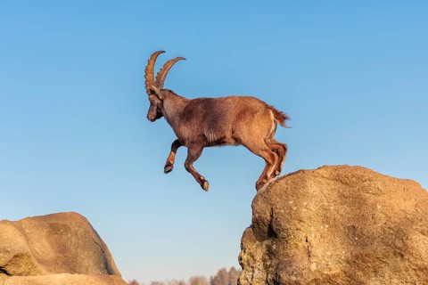 A male ibex (Capra ibex) leaps from rock to rock in the warm evening light. A blue sky can be seen