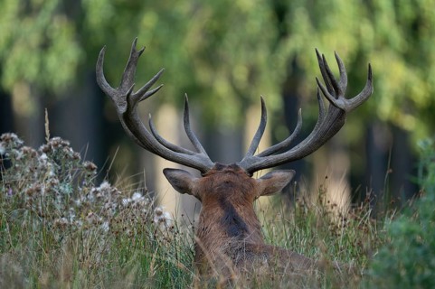 Red deer (Cervus elaphus) lying on a forest meadow, strong antlers, captive, Germany