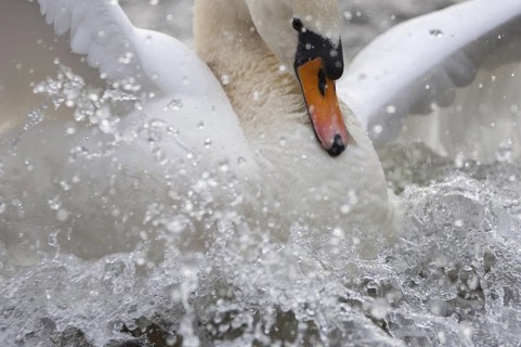 Mute Swan (Cygnus olor) taking flight, Lower Saxony, Germany