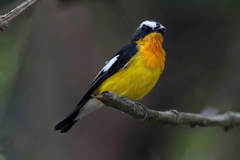 Yellow-rumped Flycatcher (Ficedula zanthopygia) male, Malaysia